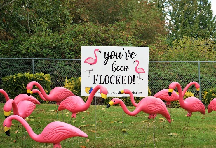 Order the Flamingo Flock