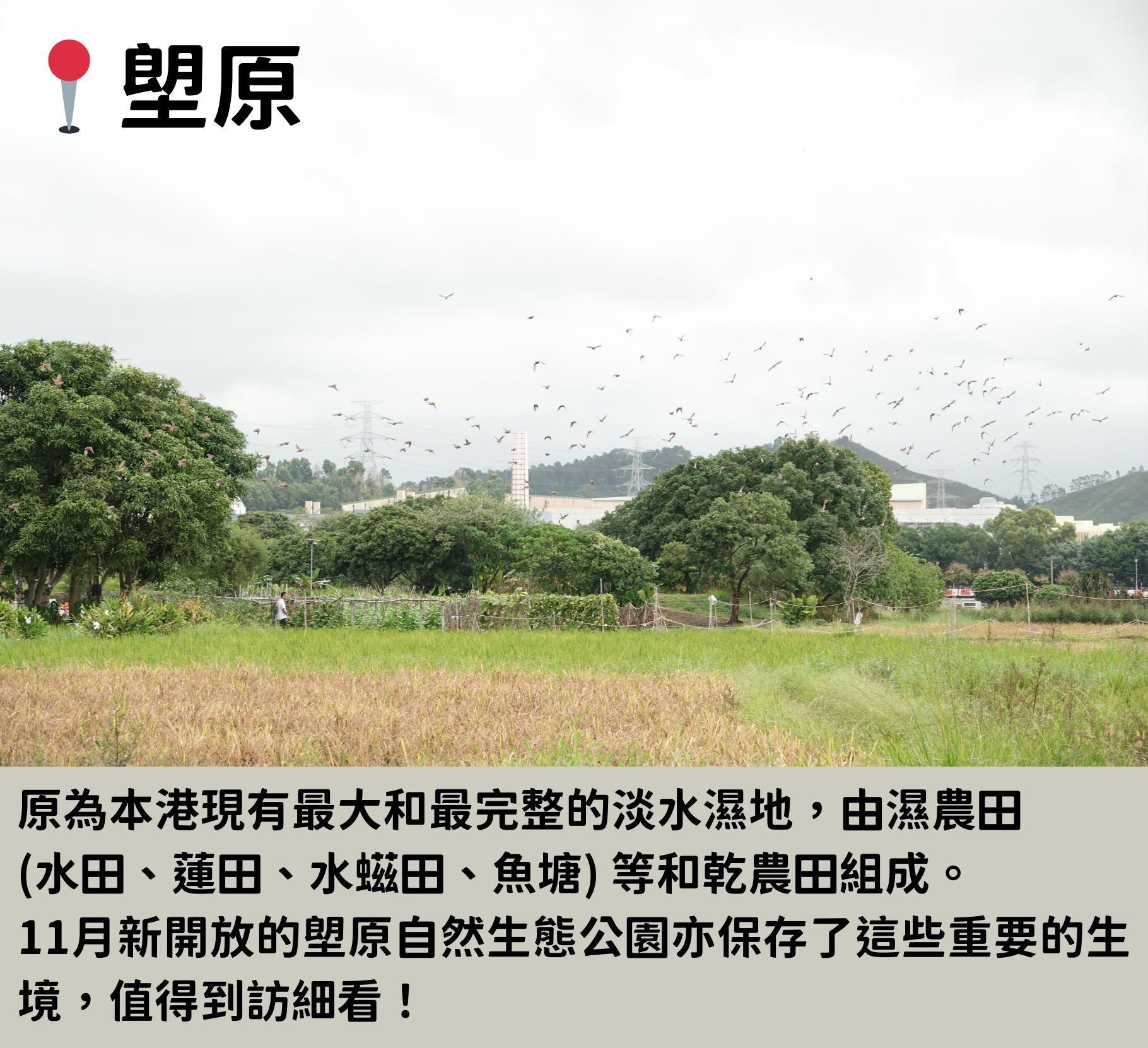 【成人/觀鳥愛好之選】塱原介紹