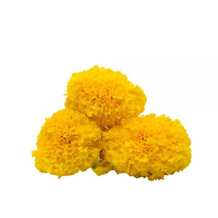 Yellow Marigold DF04 