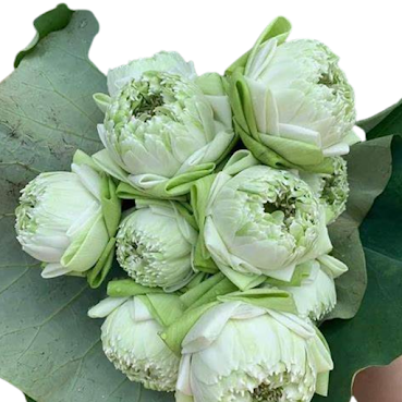 White Lotus (min 2pcs)