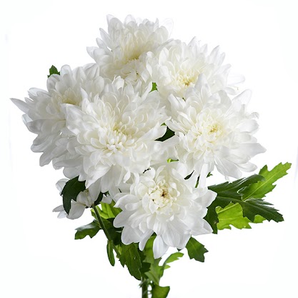 White Chrysanthemums 