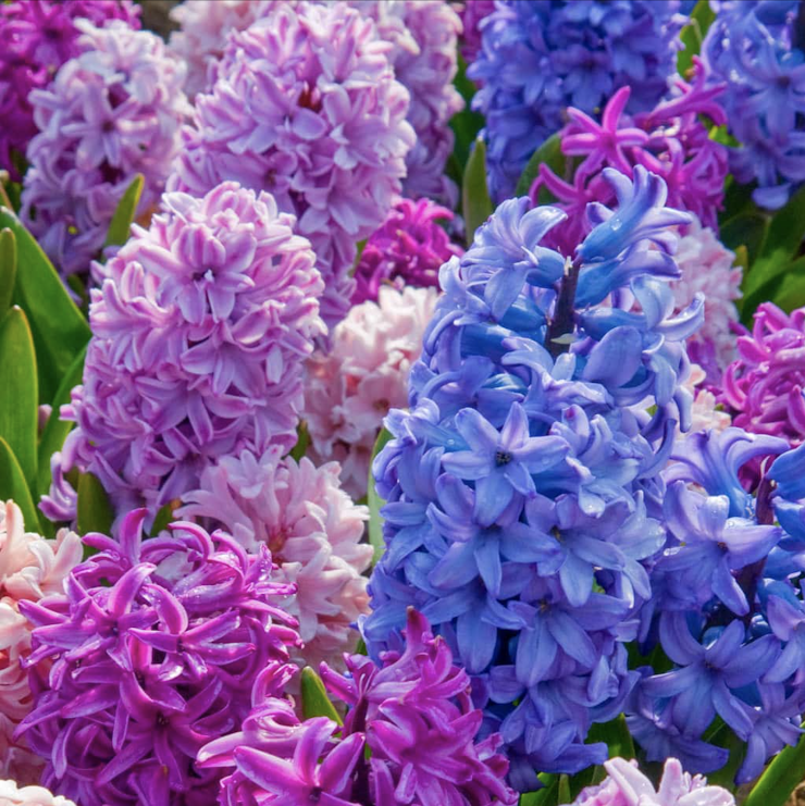 Hyacinth Étouffée Blend