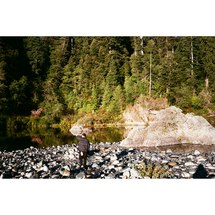 redwood forest