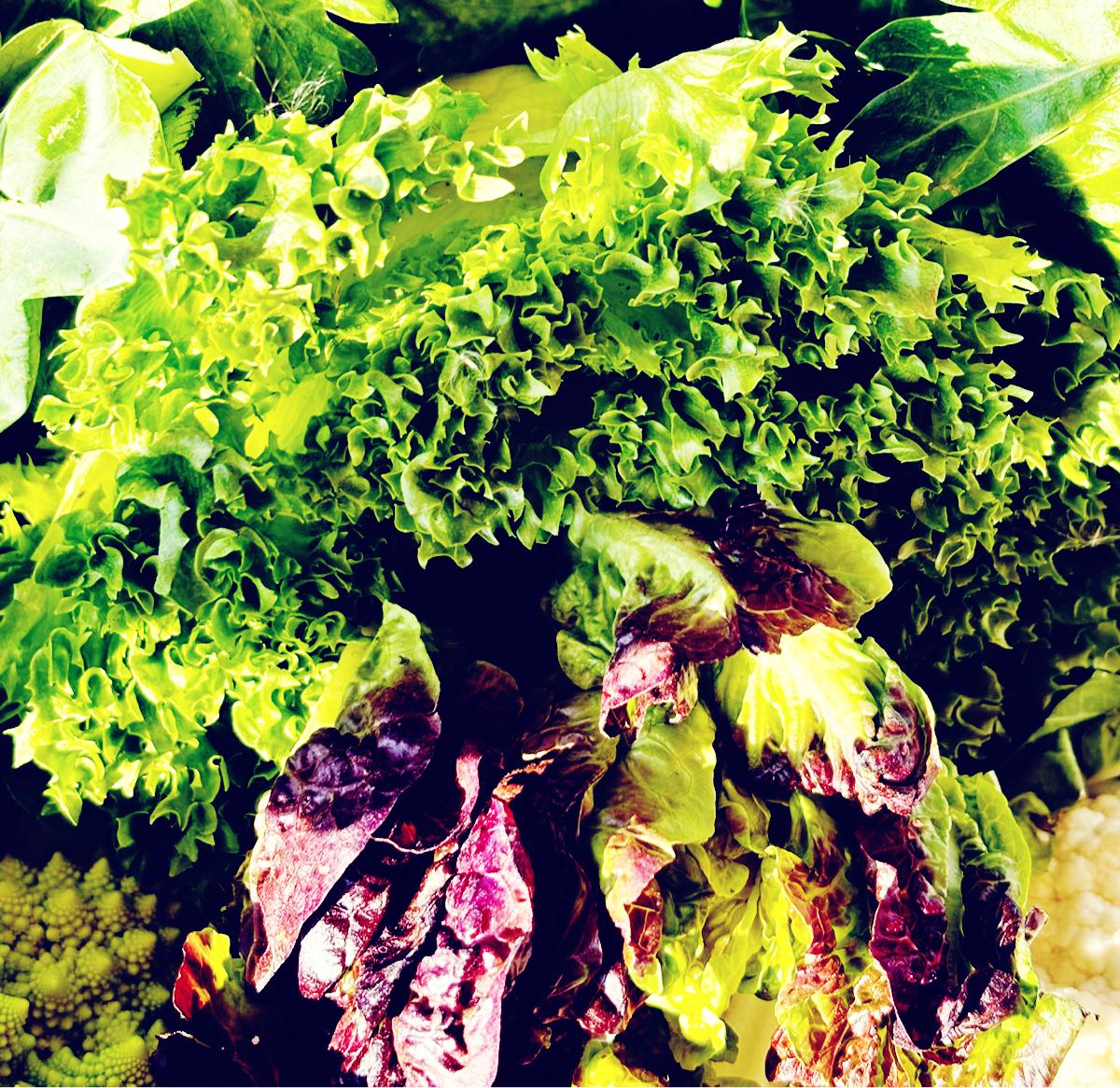 מארז חסה ליטל ג'אם- 10₪