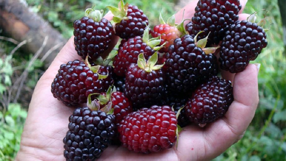 Mora 500g (Blackberries 500g)