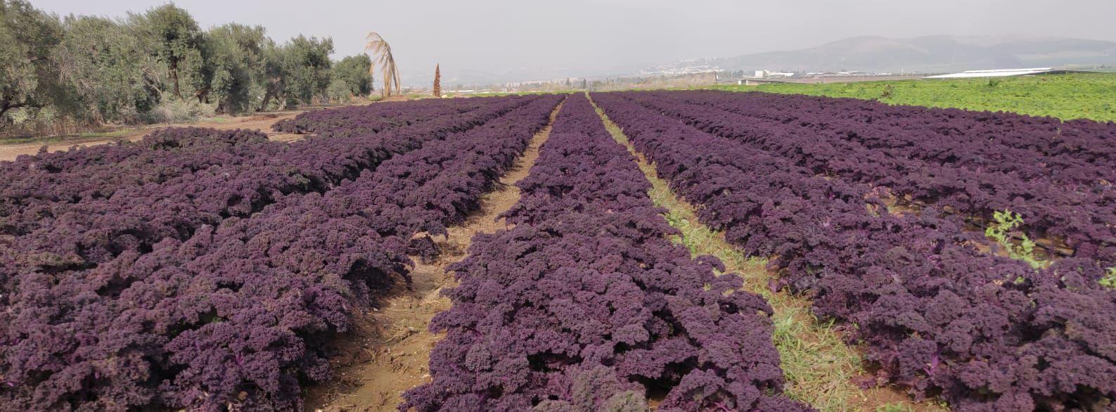 חצי קילו קייל מסולסל אדום -  14₪