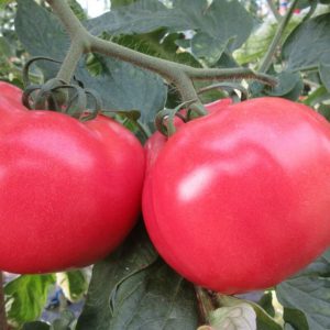 Savignac tomato