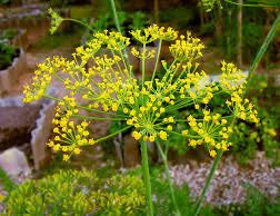 250גר  שמיר פרחים - 10₪