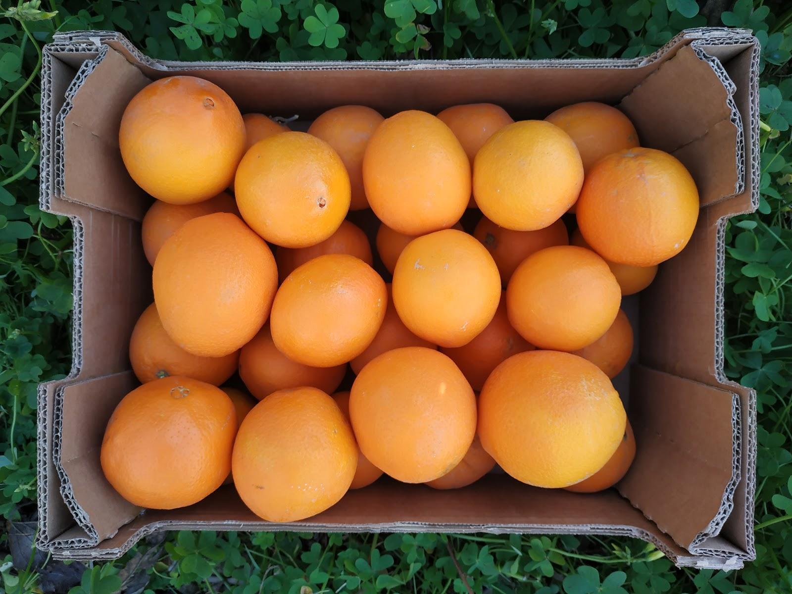 Naranja 9 kg 