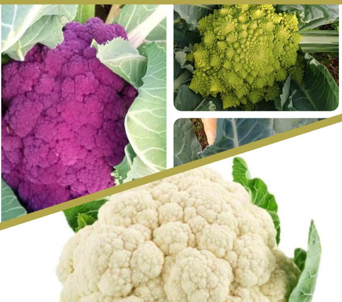 כרובית מיקס - 18₪