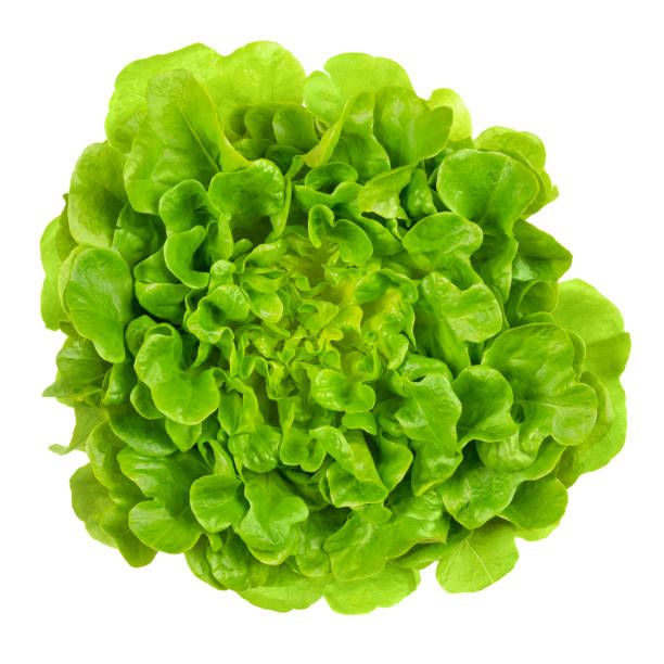 Lechuga Roble Verde (Green Oak Lettuce)