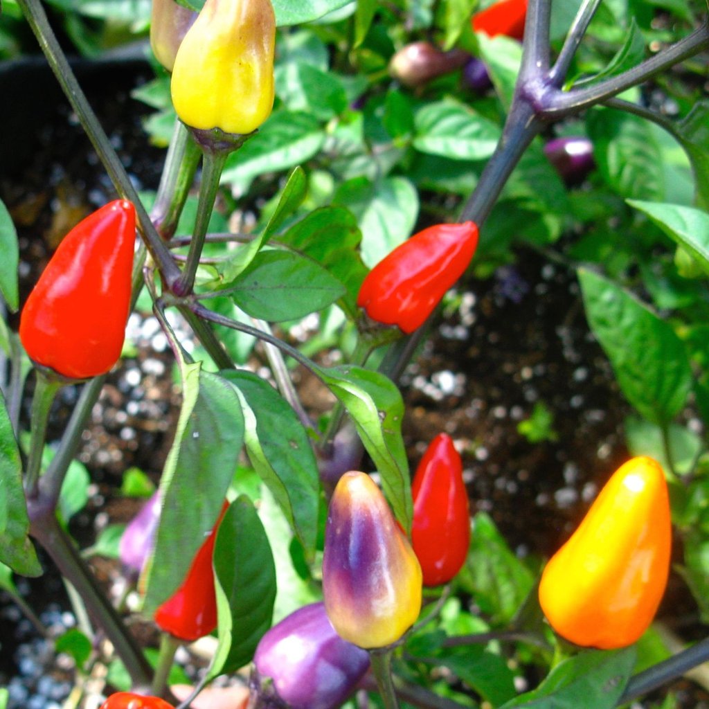 Chinese 5 color hot pepper