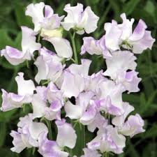 1002 High Scent Sweet Pea
