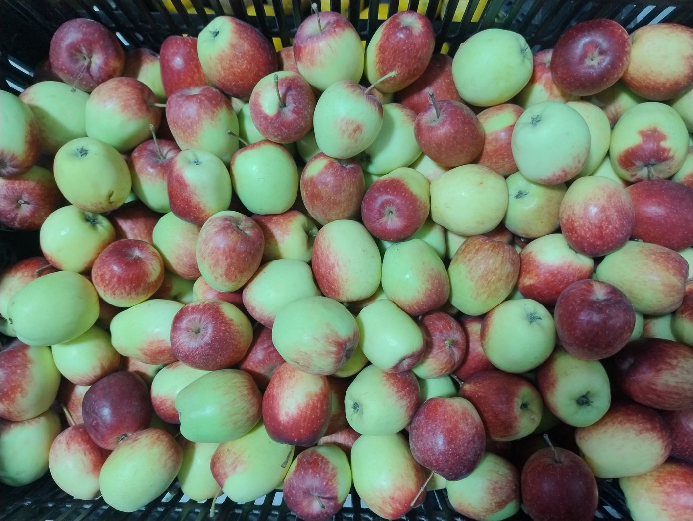 Manzana Ana Local KG (Local Anne Apples)