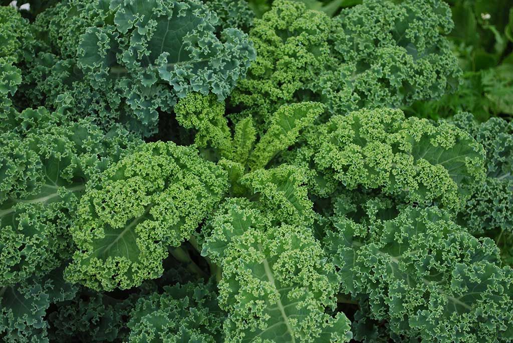 Kale Rizado Rollo (Curly Kale)