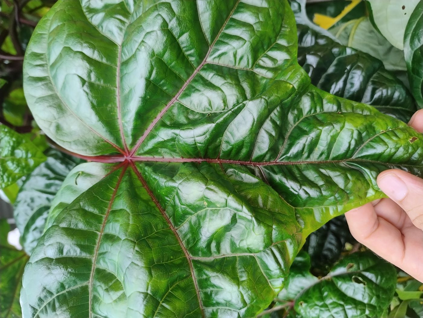 Bele (Sunset hibiscus)