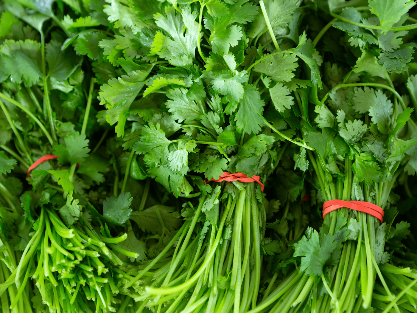 Culantro de Castilla (Coriander)