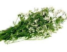 חצי קילו כוסברה פרחים- 10₪