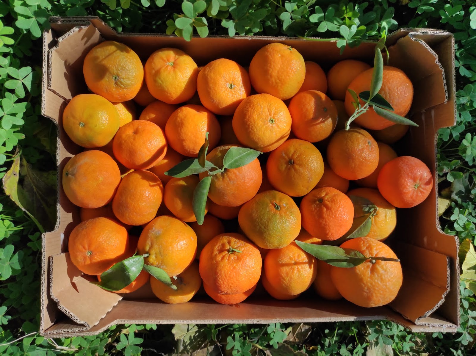 Clementines 