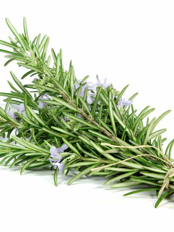 Romero Rollo (Rosemary bundle)