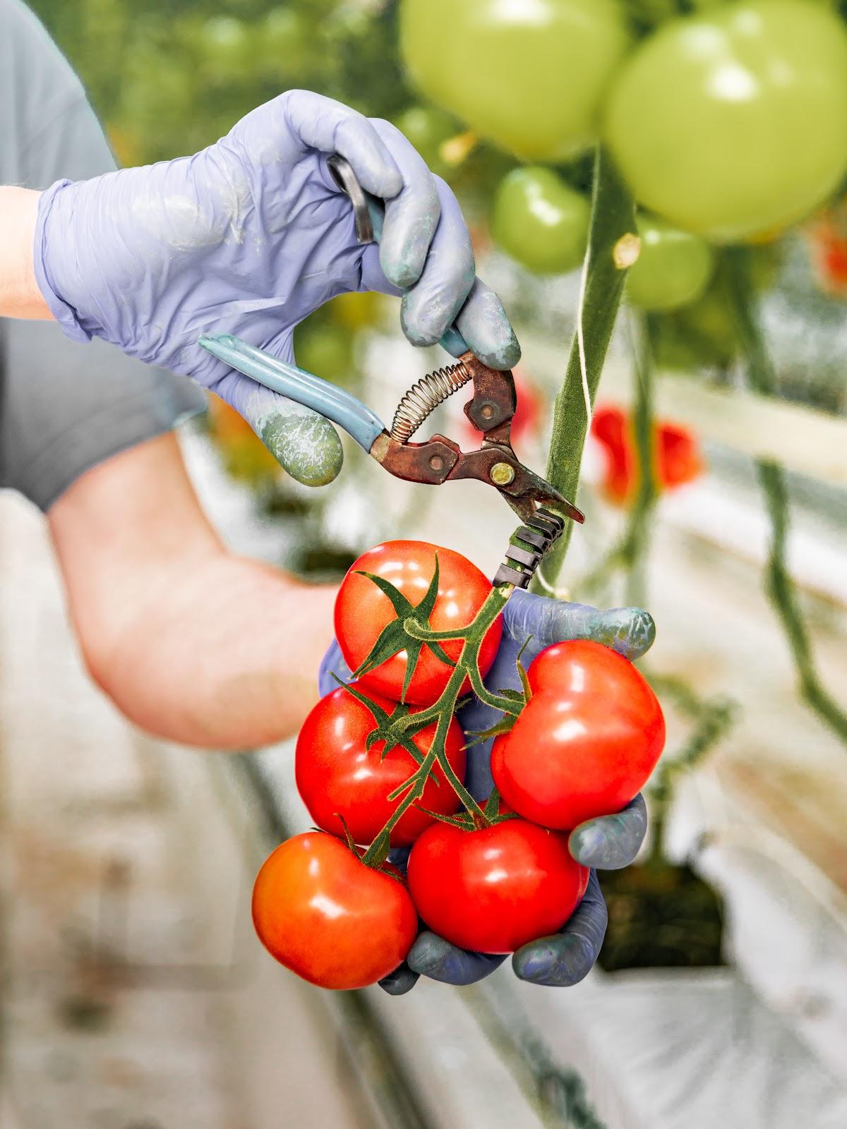 LES TOMATES