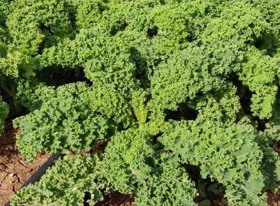 חצי קילו קייל מסולסל-  14₪