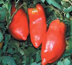 402 Huth's Red Tomato Pepper