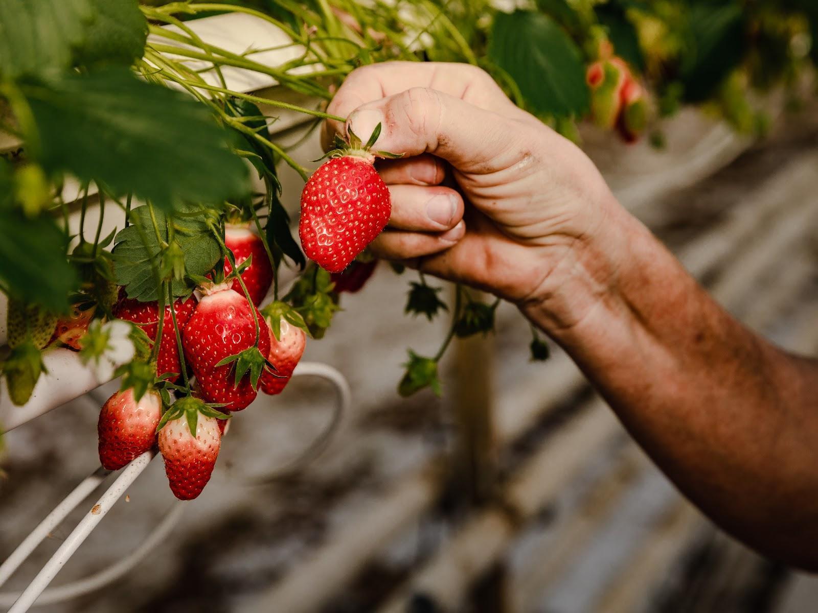 LES FRAISES