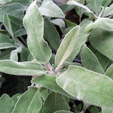 200 גר מרווה - 10₪