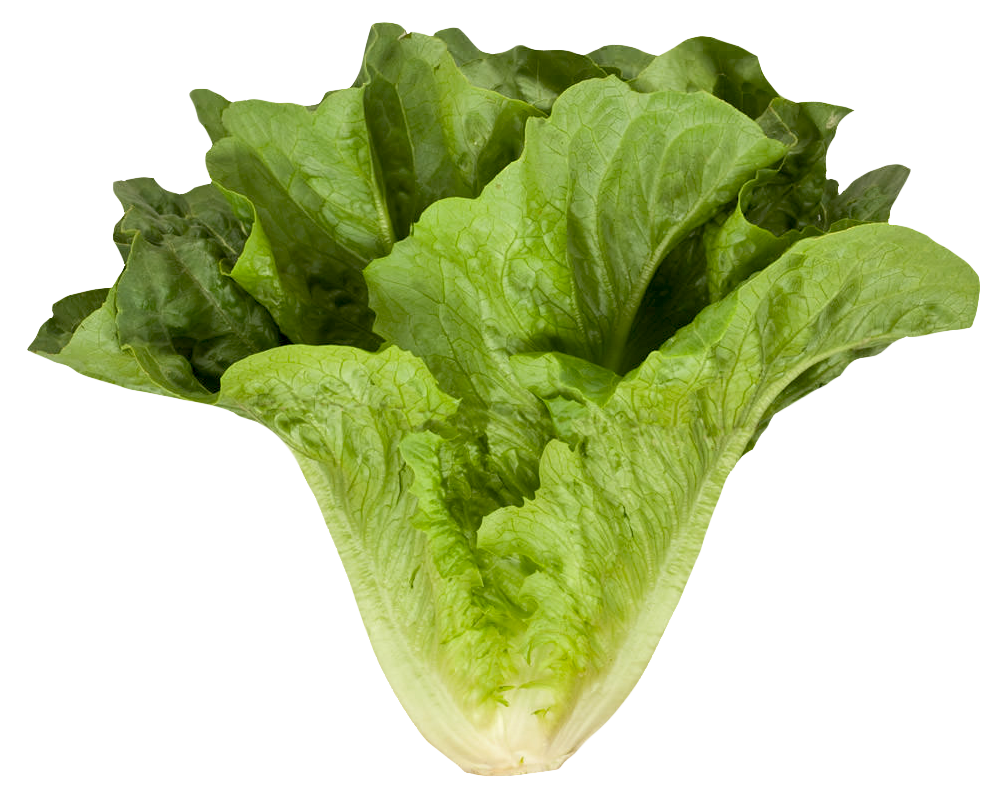 Lechuga Romana (Romain Lettuce) 