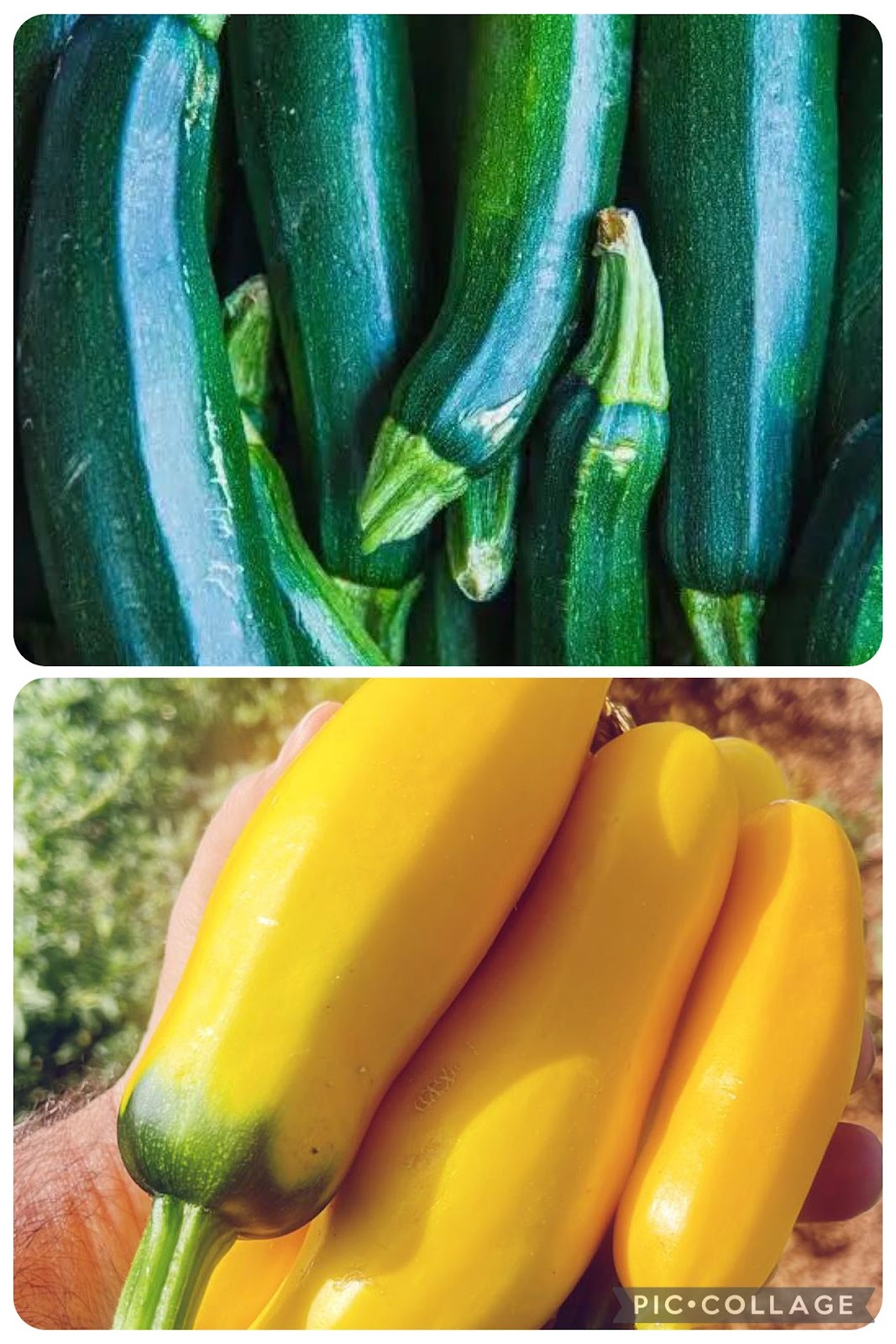 מבצע 2קילו מיקס זוקינו ענקיים - 12₪