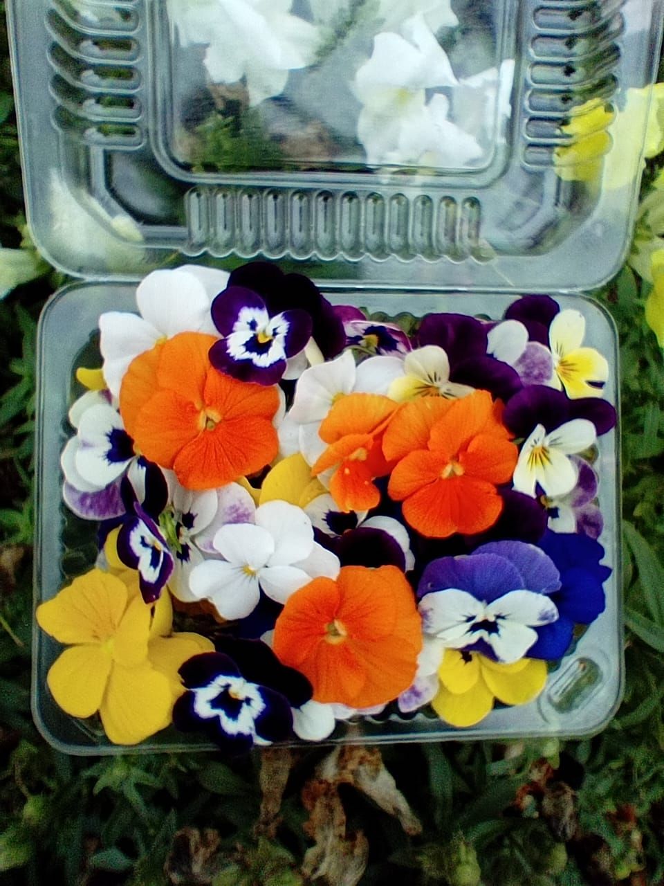 Flores comestibles (eataible flowers)