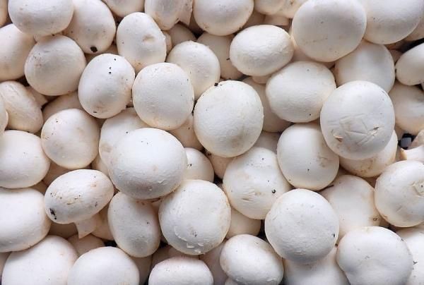 Hongo Blanco Champiñon (White Mushrooms)