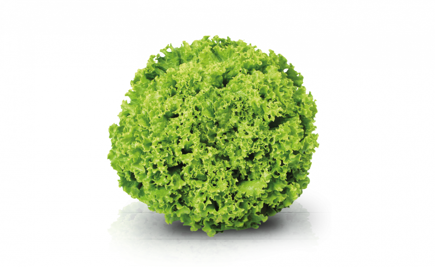 Lechuga Americana (American Lettuce)