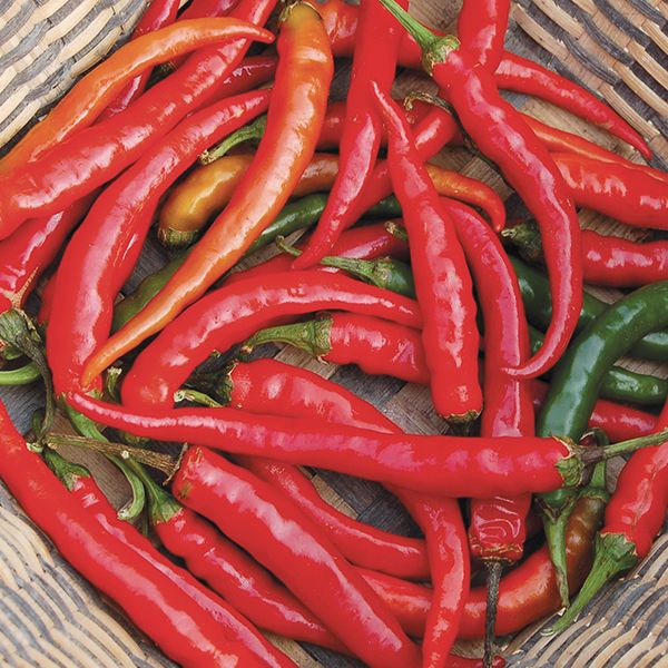 Cayenne hot pepper