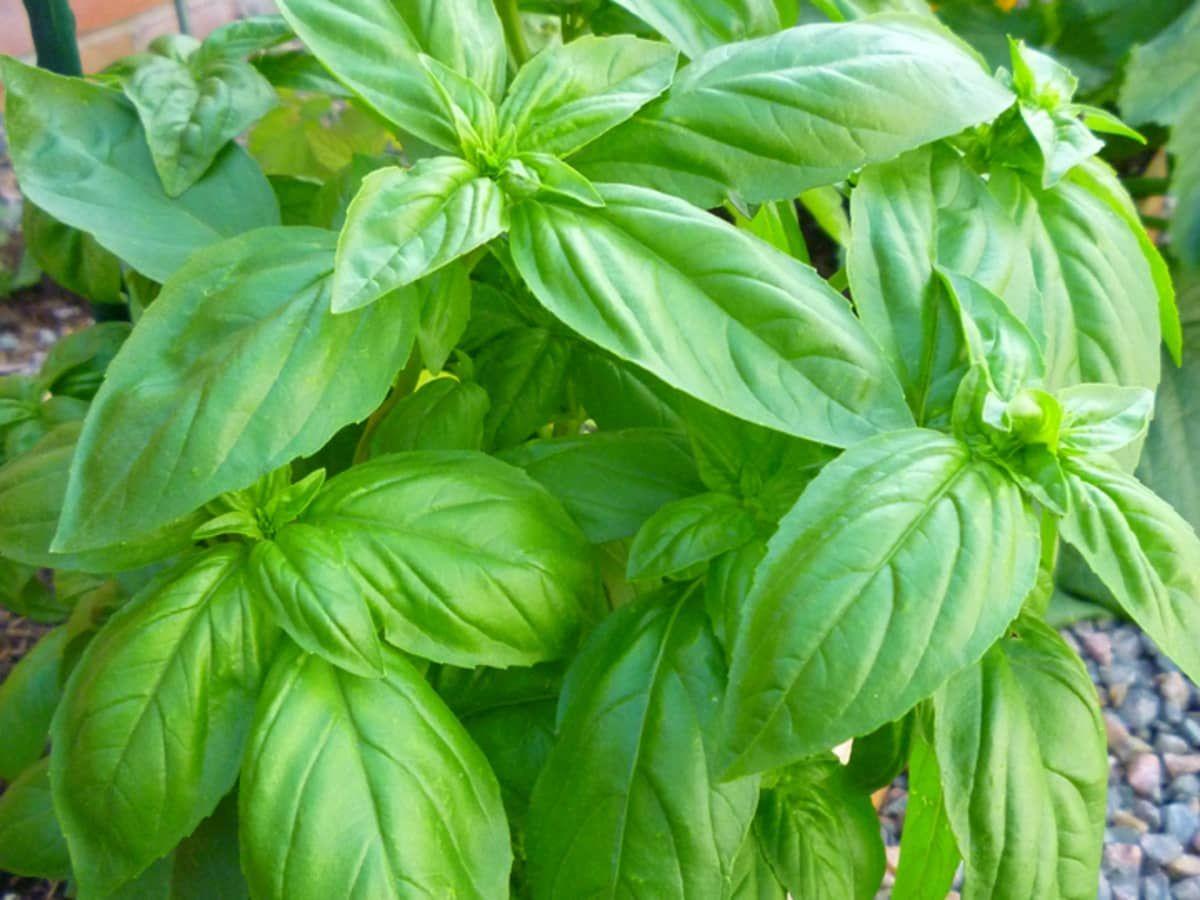 Albahaca rollo (Basil bandle)