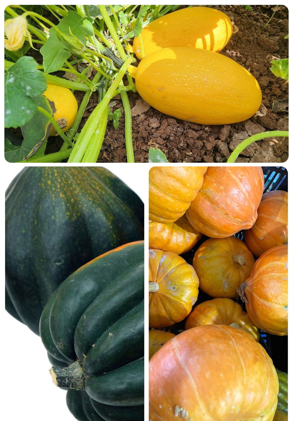 מיקס דלעות - 24