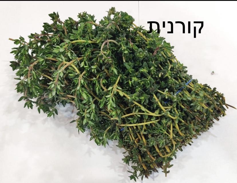 250 גר קורנית - 10₪