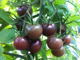 Black Cherry - cherry tomato