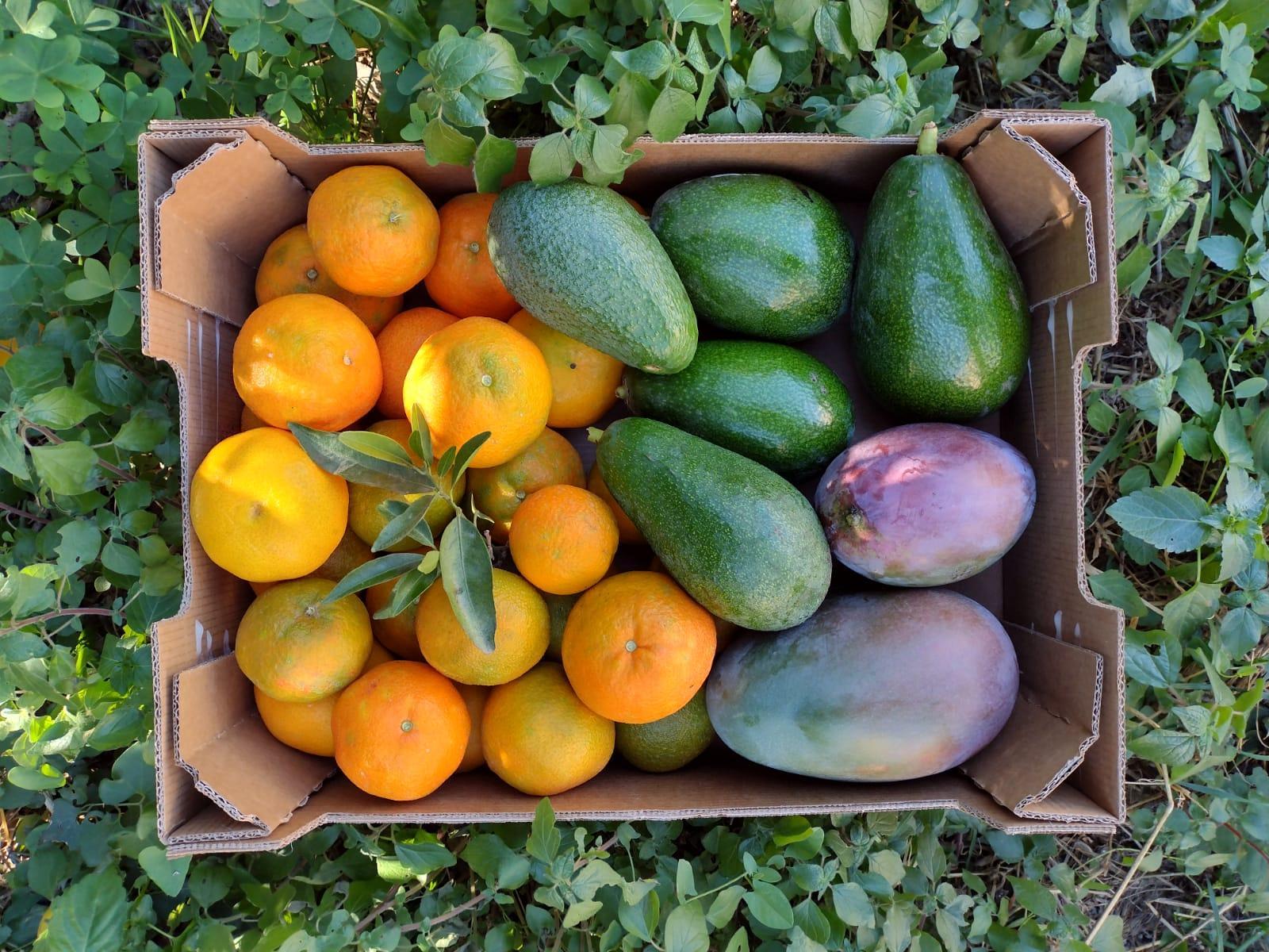 Mango's, Avocado's en Clementines