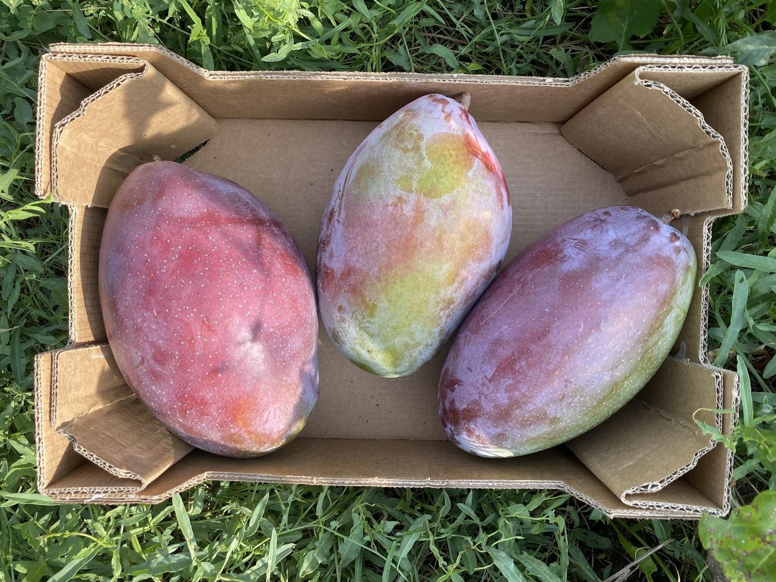 Mango's (2kg)