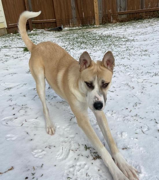 Ace is a 4 year-old ( birthday April 4th) Husky mix with pitbull, and coon hound.  He is a well trained dog. Located in Houston Texas