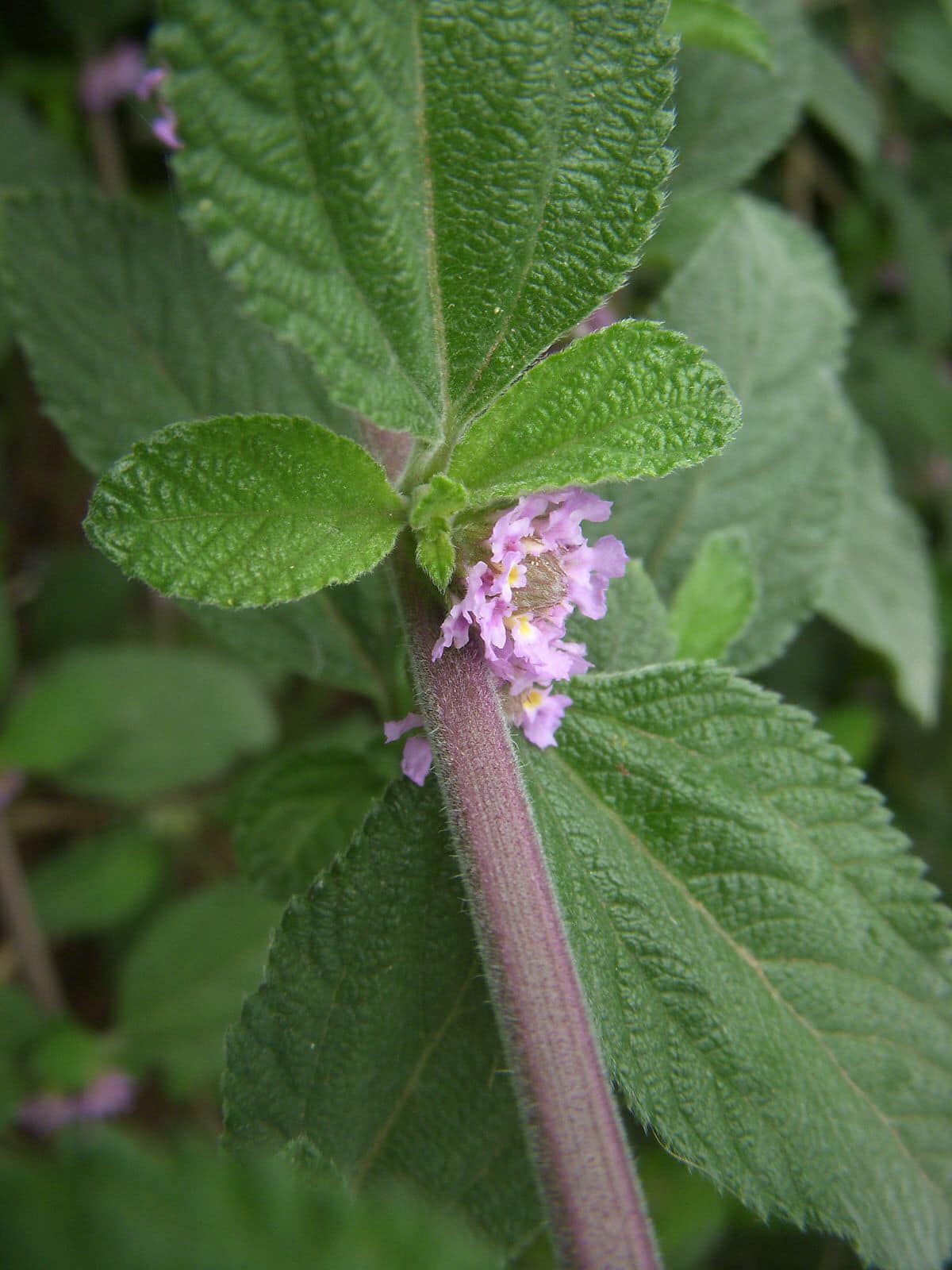 Juanilama Limon rollo Para Te (Lippia Alba bandle) 