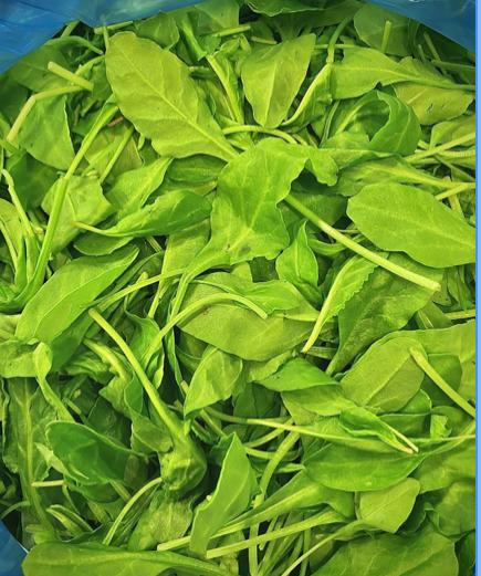 קילו תרד - 20₪