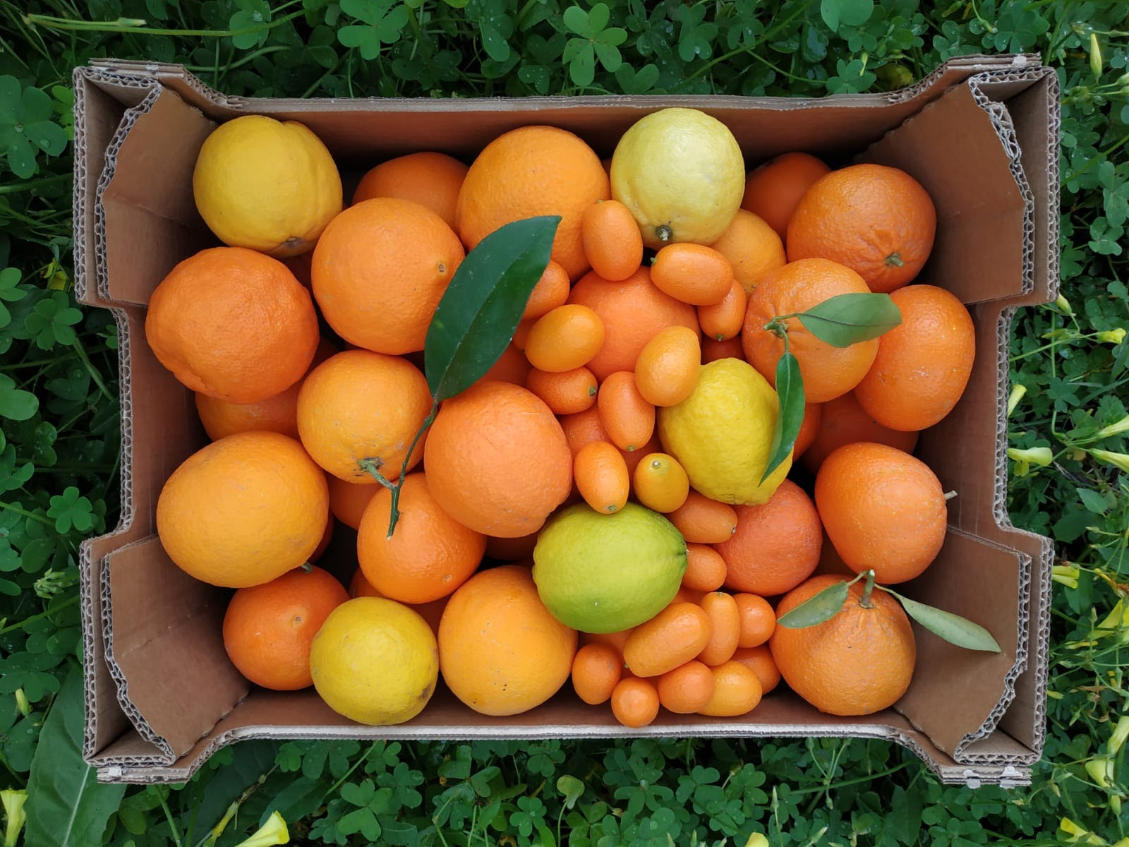Citrus met kumquat
