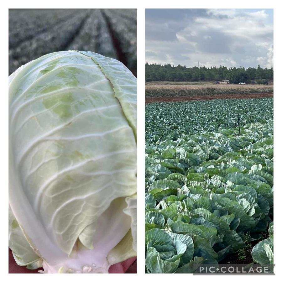 יח כרוב לבן - 5₪