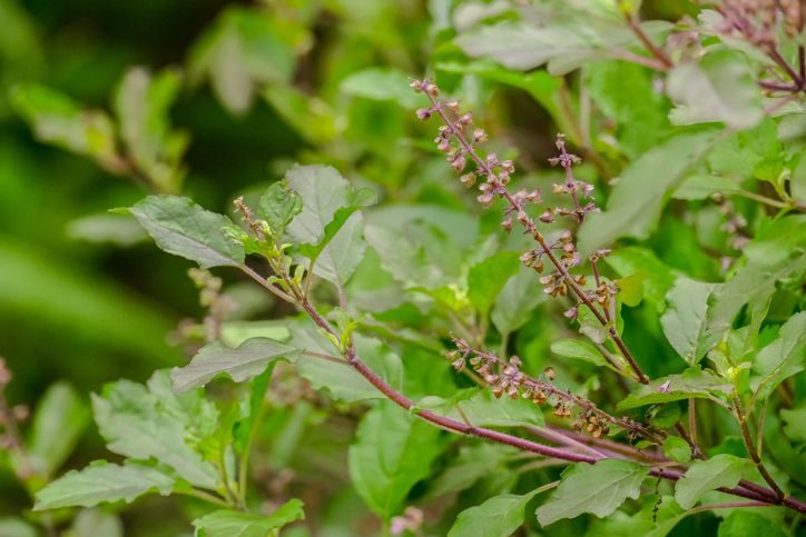 Albahaca Sagrada rollo (Holy Basil bandle) Tulsi 