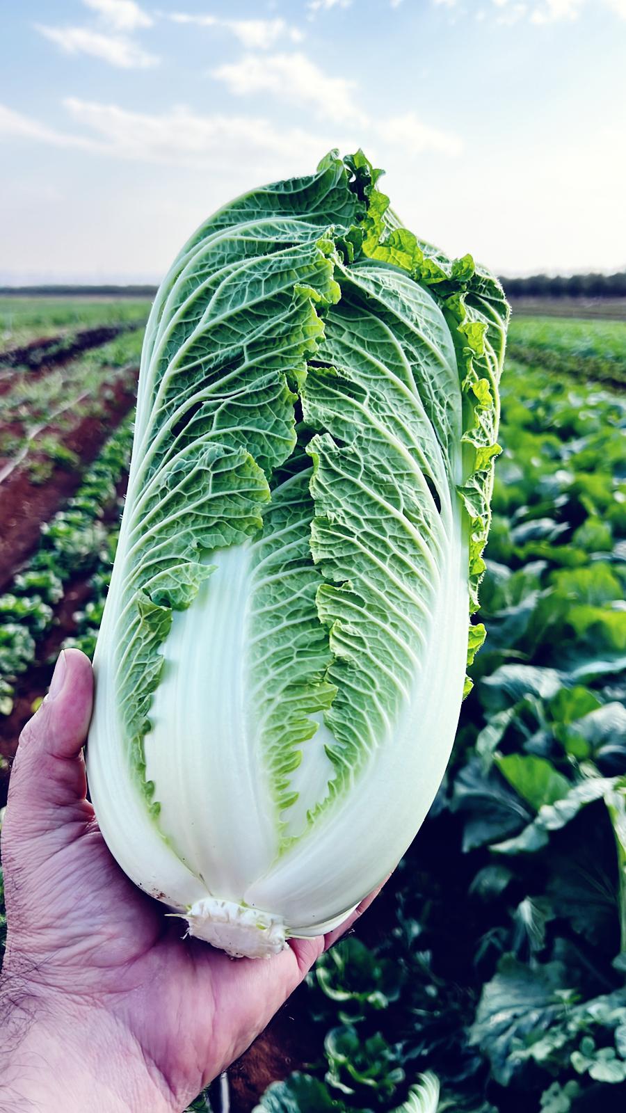 יח כרוב סיני  - 12₪