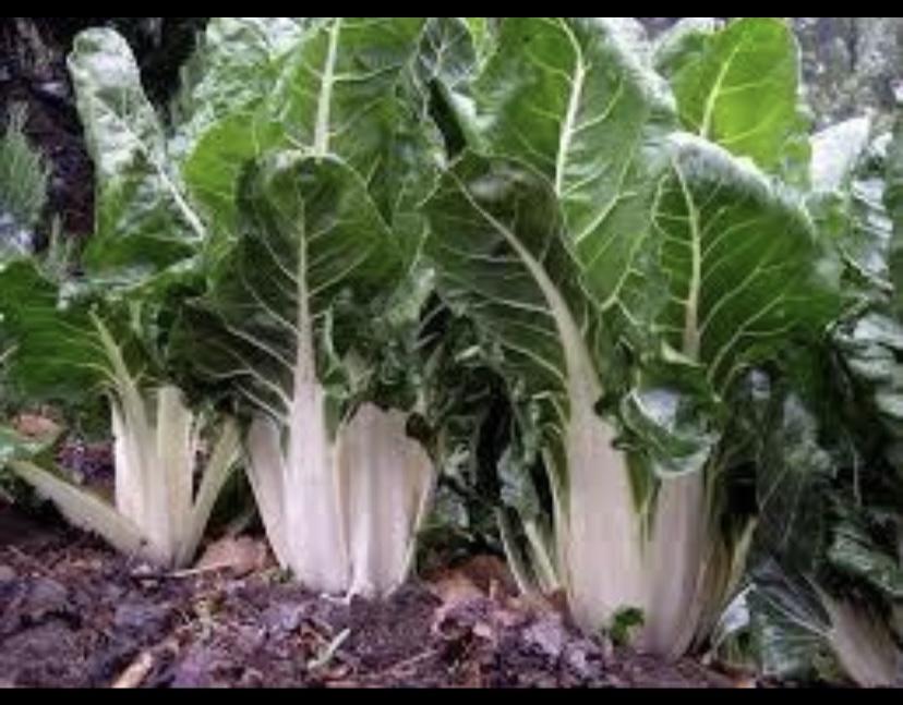 מנגולד קילו  - 20₪