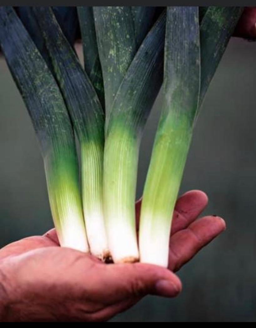 קילו כרישה בייבי - 30₪